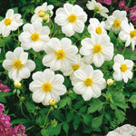 Dahlia 'sneezy' Tuber - Yellow With Orange Halo