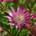 Astrantia Star Of Love - 9cm Pot | 1 x 9cm | Red