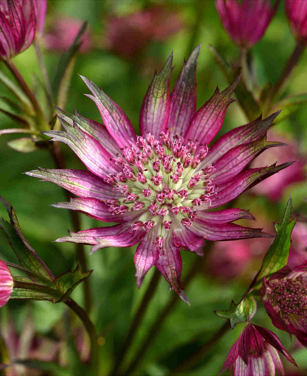 Astrantia Star Of Love - 9cm Pot | 3 x 9cm | Red