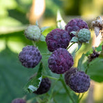 Glen Coe Thornless Purple Raspberry Plant | 3 x 2L
