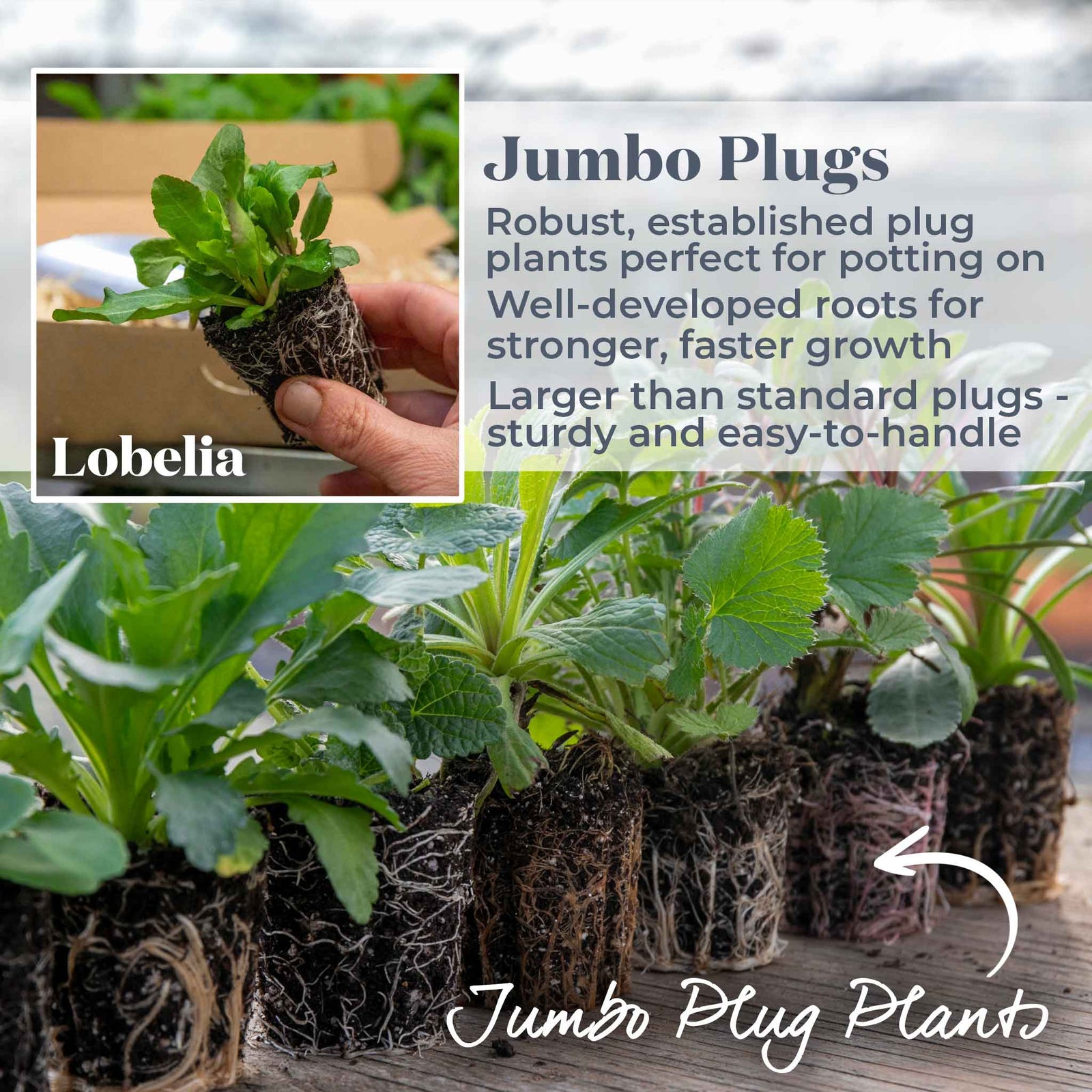 Lobelia 'starship Blue' | 6 x Jumbo Plugs | Multi