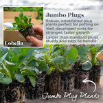 Lobelia 'starship Blue' | 6 x Jumbo Plugs | Multi