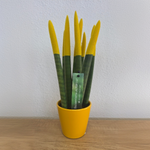 Snake Plant Velvet Touch - Sansevieria Cylindrica - Height 20-40cm - ⌀9cm | Yellow