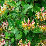 Hayloft Lonicera Collection 3 Stunning Honeysuckle Plants In 9cm Pots