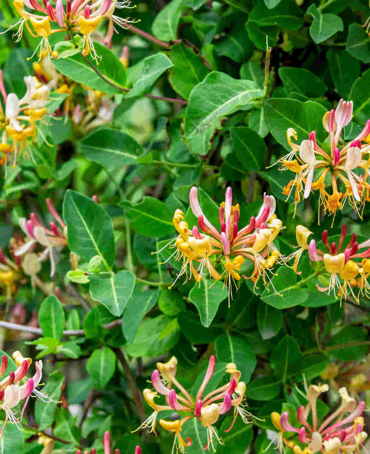 Hayloft Lonicera Collection 3 Stunning Honeysuckle Plants In 9cm Pots