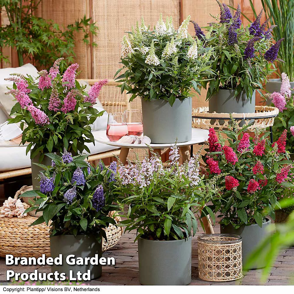 Thompson & Morgan Buddleja Butterfly Candy Collection - 4 Potted Plants