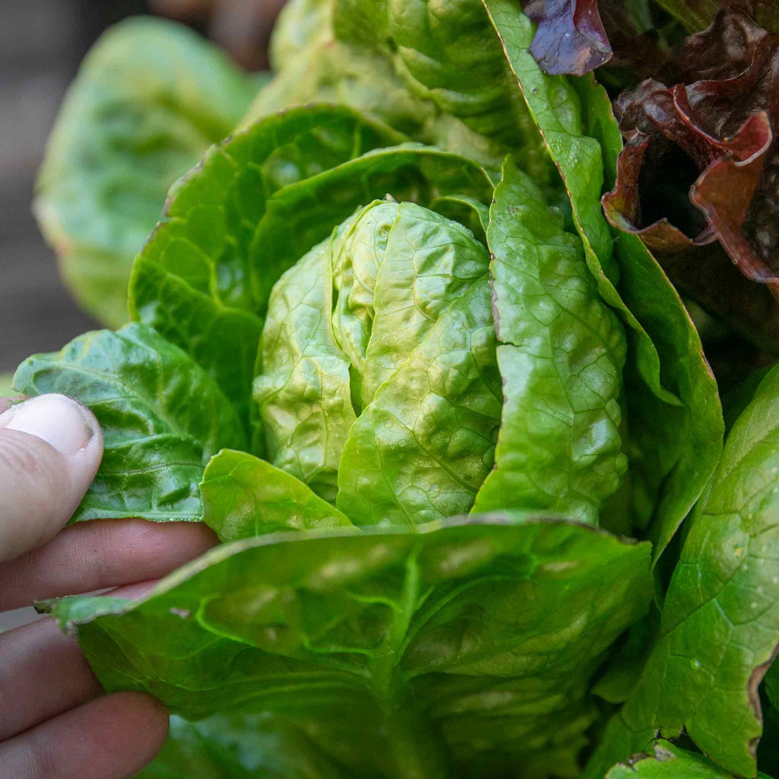 Little Gem Lettuce Garden-ready | 12 x Plug Plants | Green