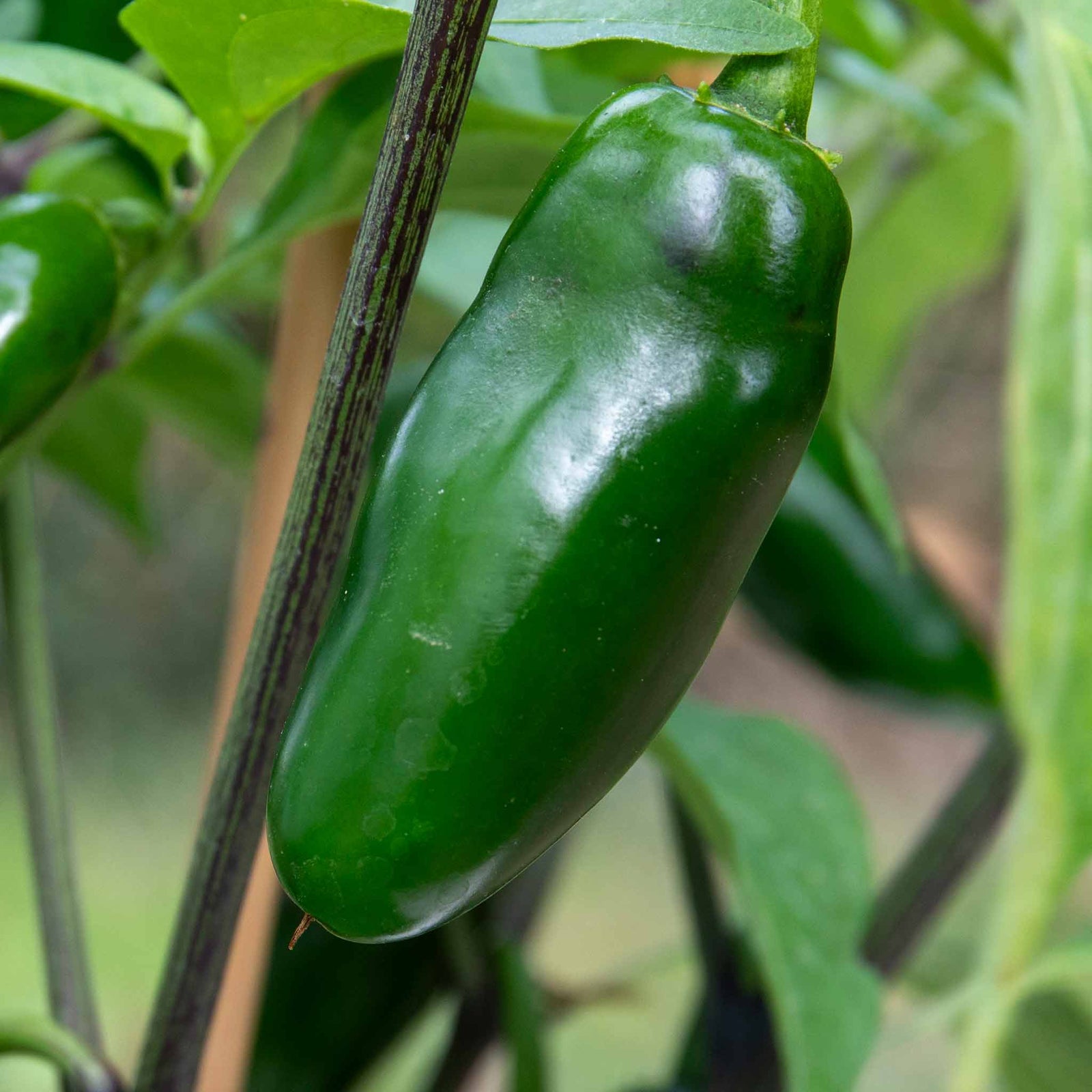 Giant Jalapeno Chilli Plant | 3 x 9cm | Green