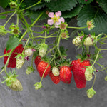 Summer Breeze Cherry Strawberry Plant - | Red