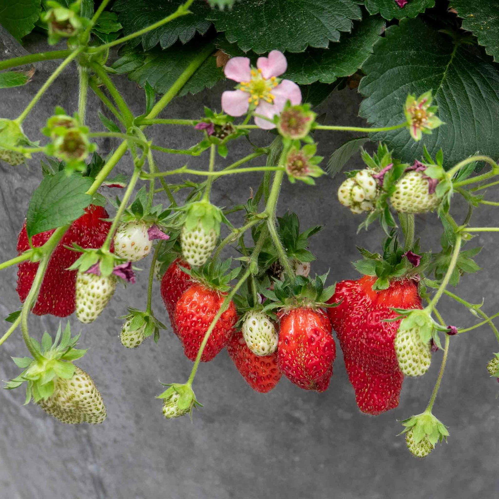 Summer Breeze Cherry Strawberry Plant - | Red