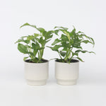 Monstera Minima - 2 Pcs. - Rhaphidophora Tetrasperma - Height 20-30cm - ⌀12cm | Set of 2 | Green