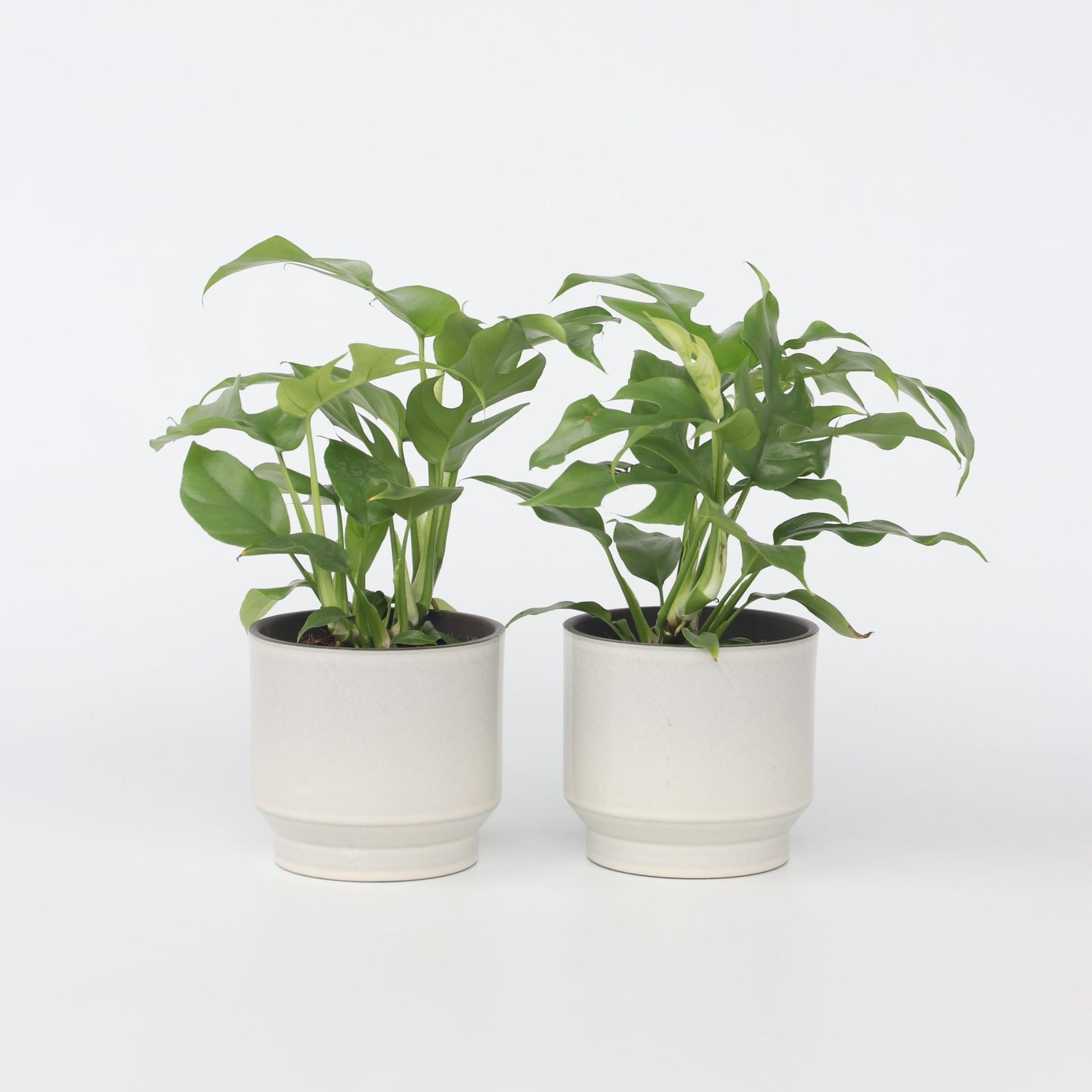 Monstera Minima - 2 Pcs. - Rhaphidophora Tetrasperma - Height 20-30cm - ⌀12cm | Set of 2 | Green
