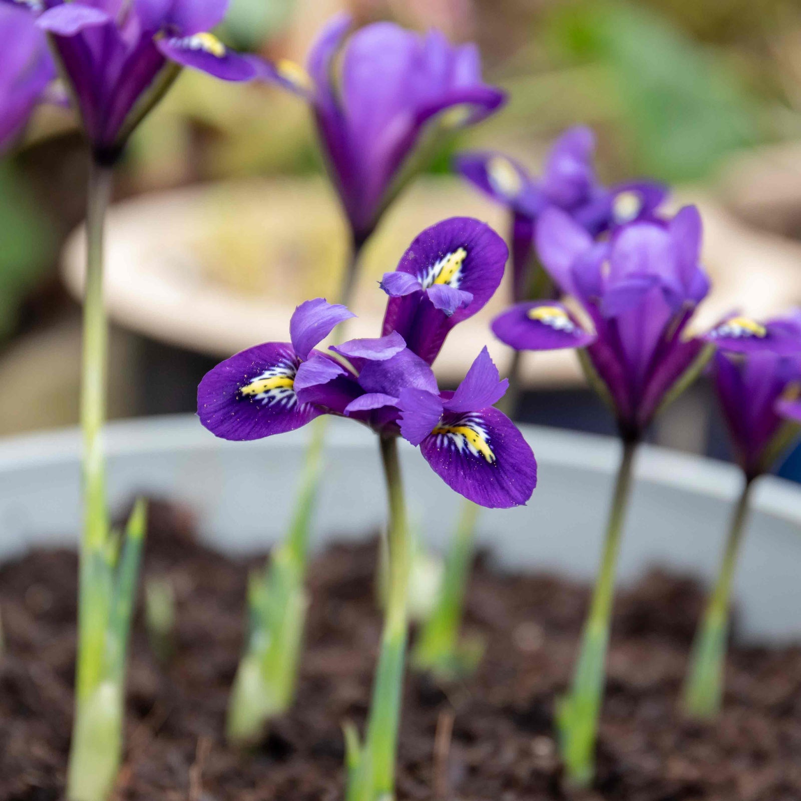 Iris Harmony Early Spring Blue | 20 x Bulbs | Purple