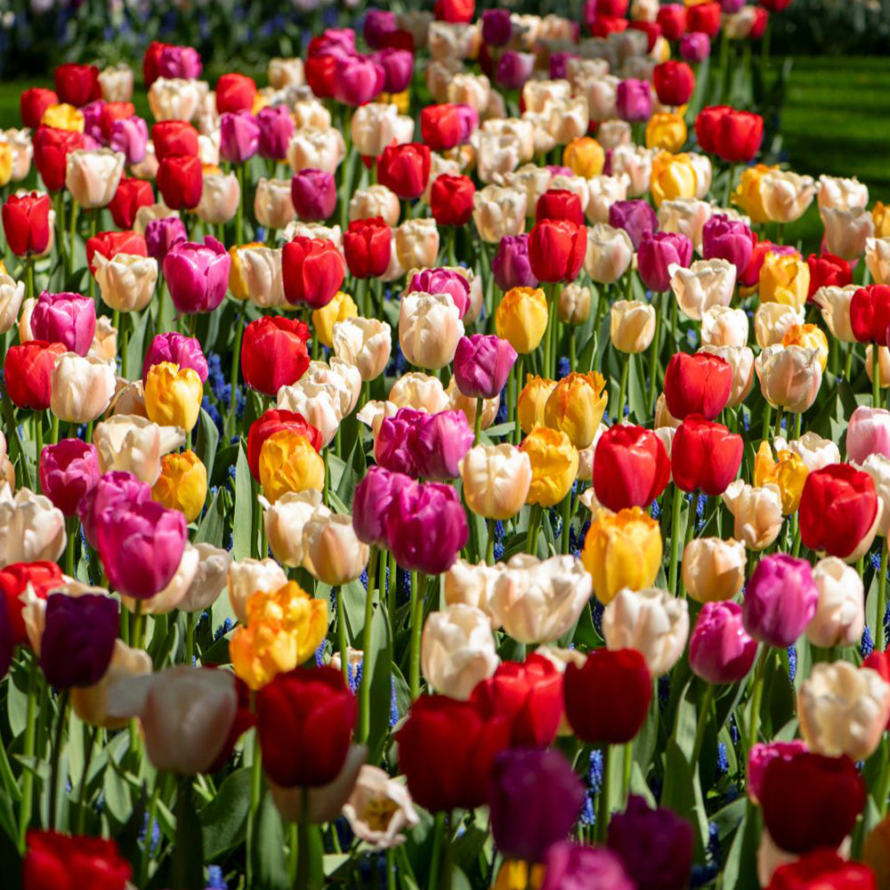 Tulip 'majestic Mix' Bulbs | 40 x Bulbs