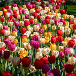 Tulip 'majestic Mix' Bulbs | 160 x Bulbs | Mixed