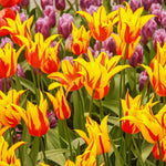 Tulip Fire Wings Bulbs | 8 x Bulbs