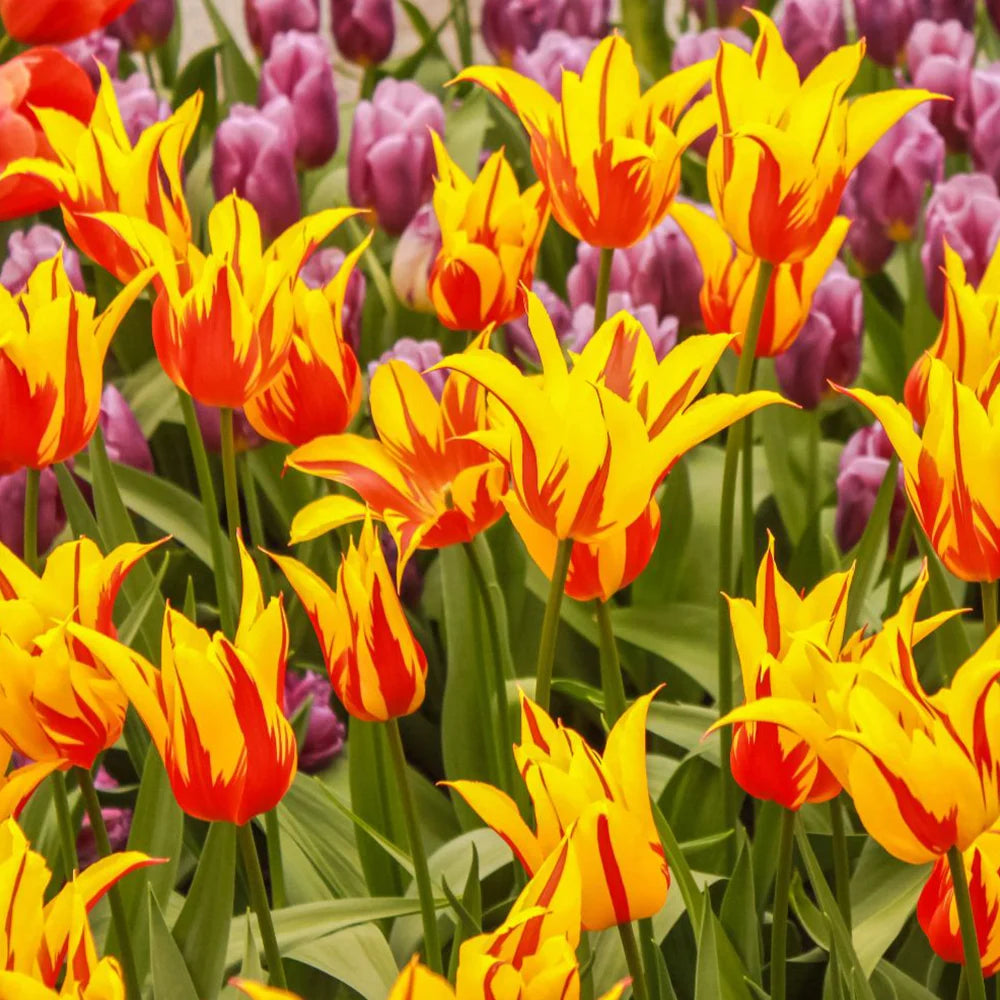 Tulip Fire Wings Bulbs | 16 x Bulbs