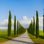 Italian Cypress Tree Cupressus Sempervirens 3.5-4ft Tall Supplied In A 10 Litre Pot