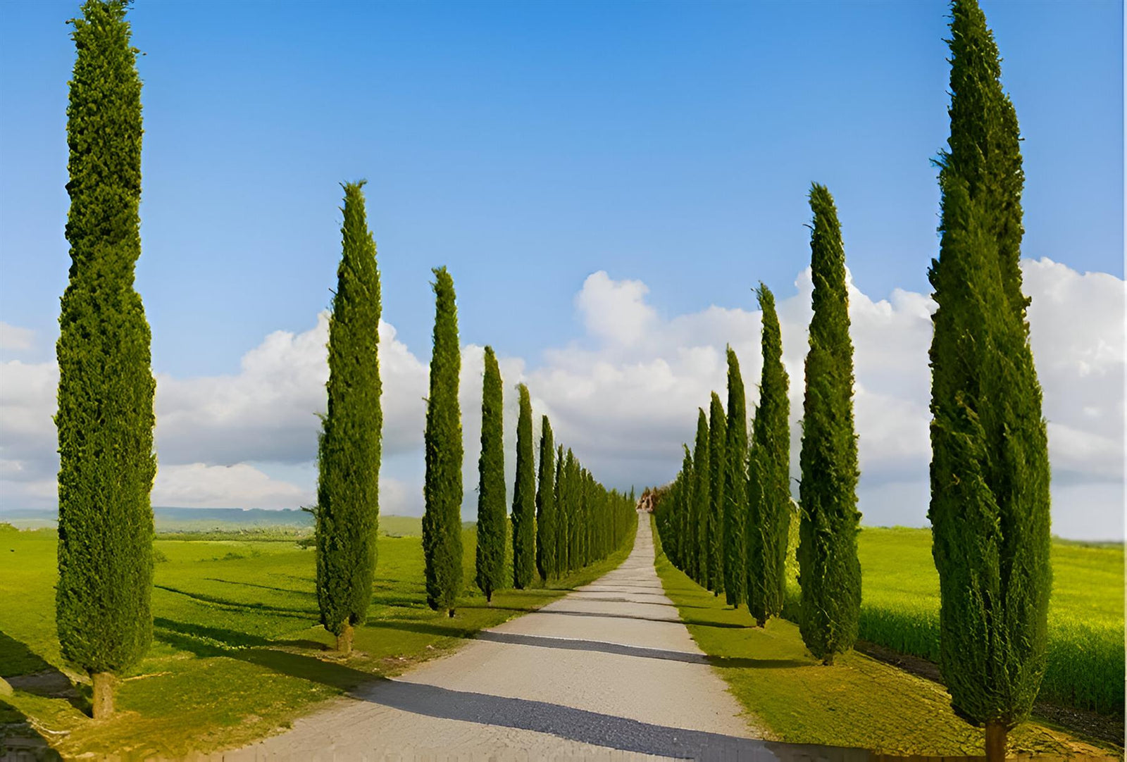 Italian Cypress Tree Cupressus Sempervirens 3.5-4ft Tall Supplied In A 10 Litre Pot