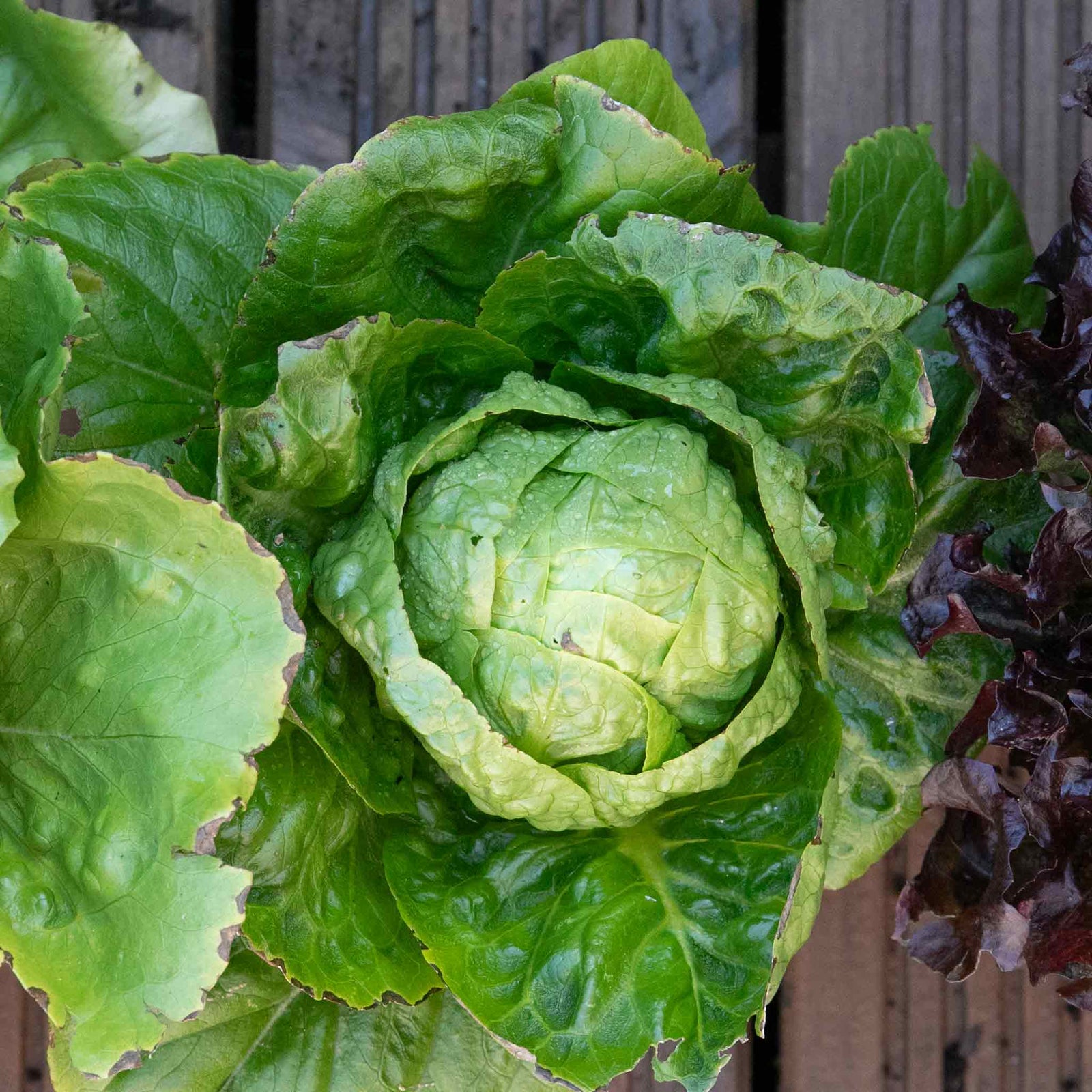Little Gem Lettuce Garden-ready | 12 x Plug Plants | Green