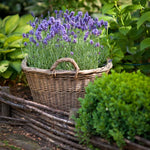 Thompson & Morgan Lavender Munstead English Lavender- Jumbo Plug Plant X 6 - Hardy Shrub- Lavandula Augustifolia