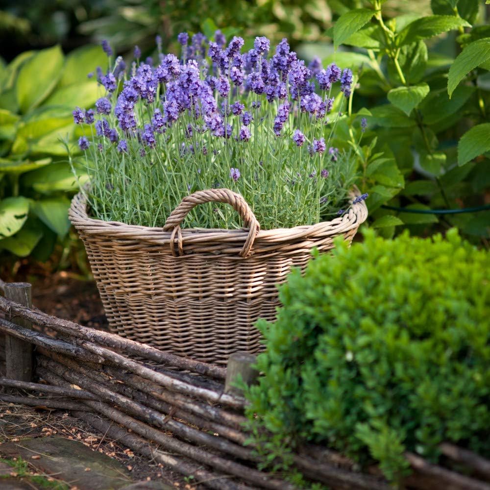 Thompson & Morgan Lavender Munstead English Lavender- Jumbo Plug Plant X 6 - Hardy Shrub- Lavandula Augustifolia