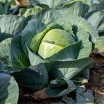 Cabbage 'attraction' | 16 x Pro Grower Plugs | Green
