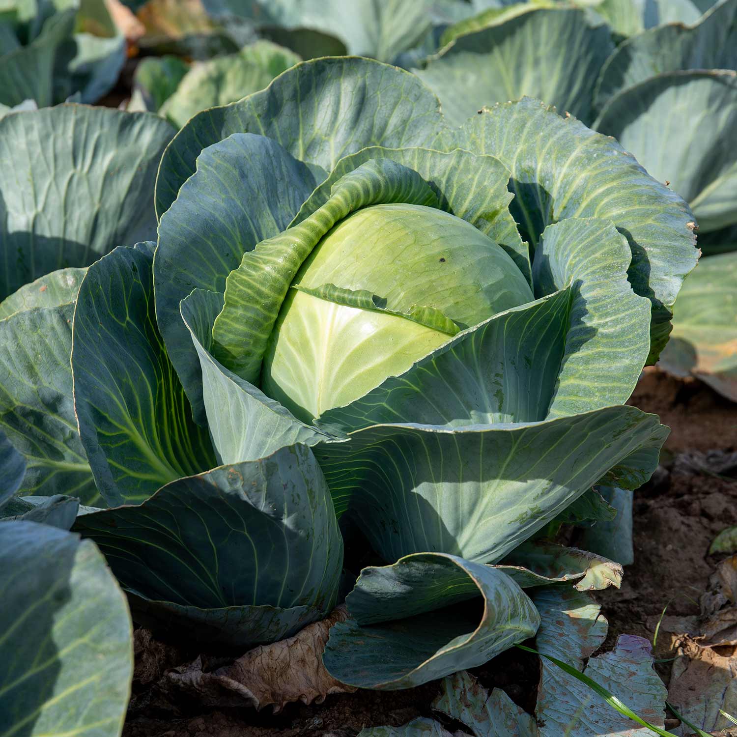 Cabbage 'attraction' | 16 x Pro Grower Plugs | Green