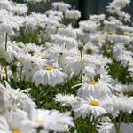 Leucanthemum 'crazy Daisy' Frilly Shasta Daisy Perennial | 1 x 9cm