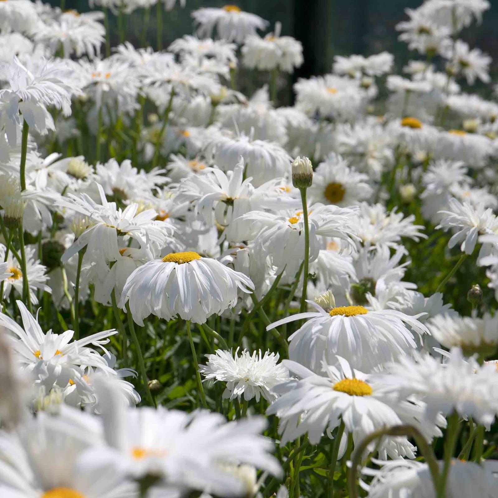 Leucanthemum 'crazy Daisy' Frilly Shasta Daisy Perennial | 1 x 2L