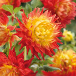 Dahlia Tuber 'fired Up' - Semi-cactus Orange & Yellow, 90-120 Cm | Set of 1 | Orange & Yellow