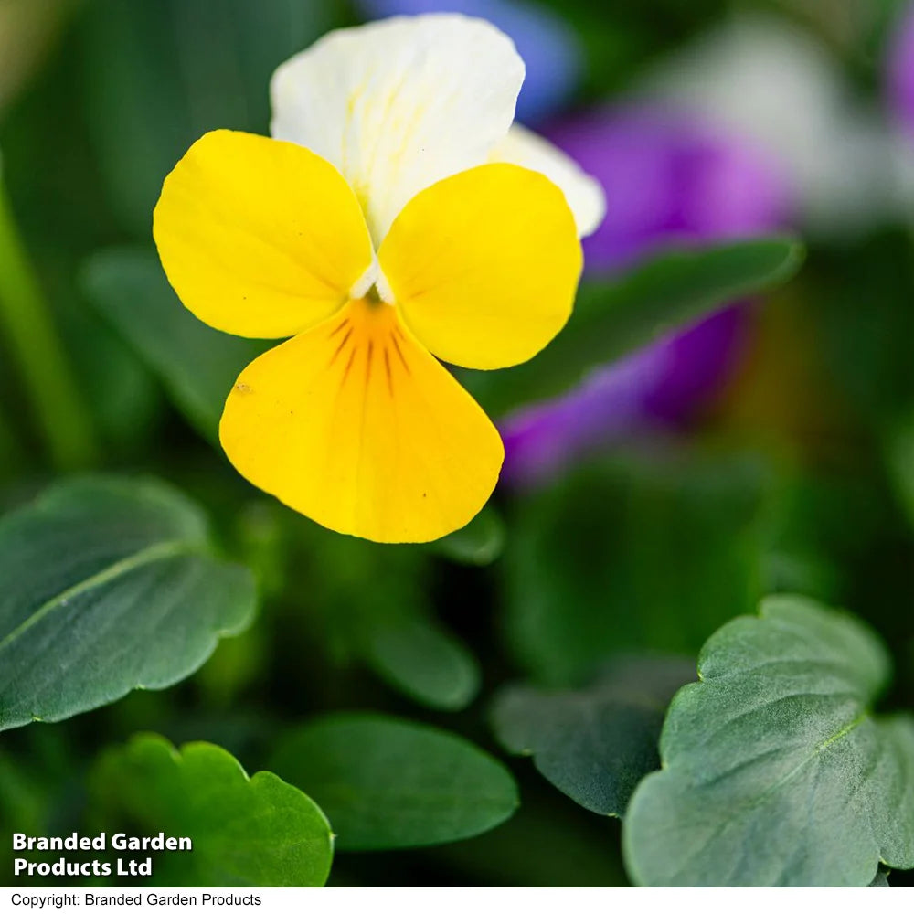 Thompson & Morgan Viola 'Ice Babies' Pre-Planted Hanging Basket - x 2