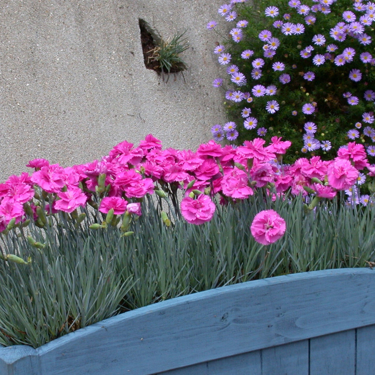 Dianthus 'pinks Scent First Tickled Pink' - Fragrant Compact Perennial For Pots And Borders Plug Plants | Set of 3 | Pink