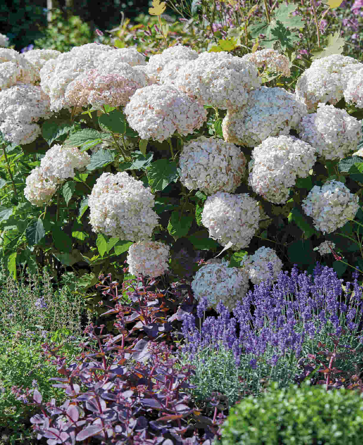 Hydrangea Candybelle Marshmallow - 9cm pot | 3 x 9cm | Light Pink