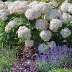 Hydrangea Candybelle Marshmallow - 9cm pot | 1 x 9cm | Light Pink