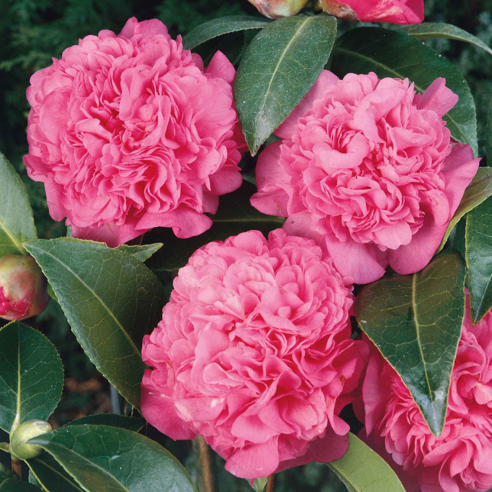 Camellia Williamsii 'debbie' Pink Evergreen Shrub | 1 x 9cm | Pink