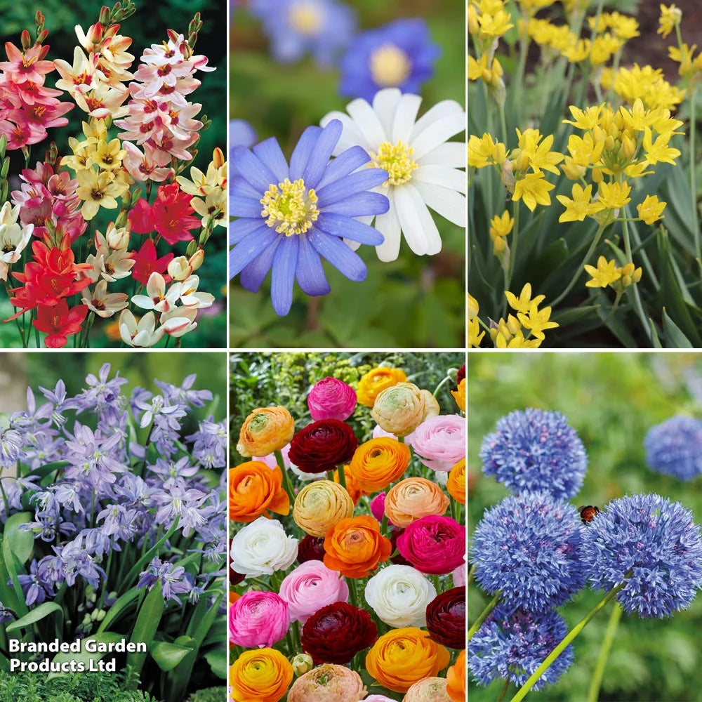 Bumper Spring Bulb Collection Bulbs | 1000 x Bulbs