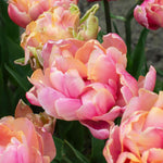 Tulip Pink Star, Peony-flowered | 10 x Bulbs | Pink