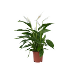 Peace Lilly - Spathiphyllum 'lima' - Height 60-75cm - ⌀17cm | Set of 1 | White