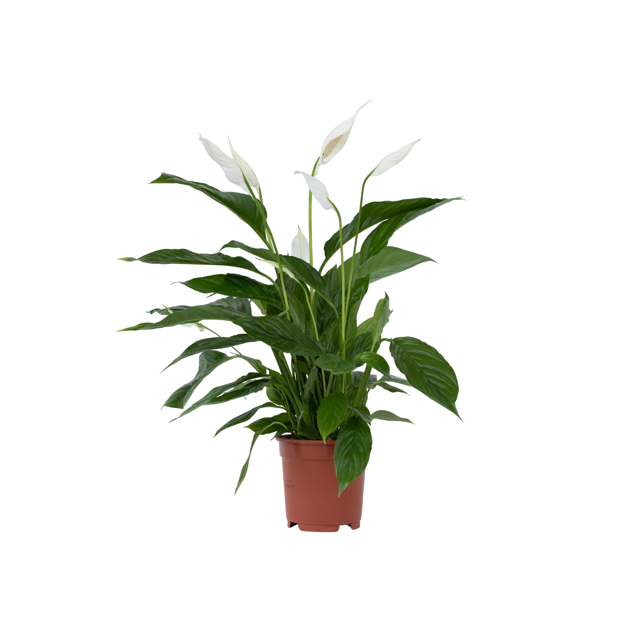 Peace Lilly - Spathiphyllum 'lima' - Height 60-75cm - ⌀17cm | Set of 1 | White