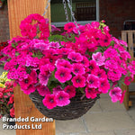 Thompson & Morgan Pink Shockwave Preplanted Hanging Basket 14in (35cm) X 1