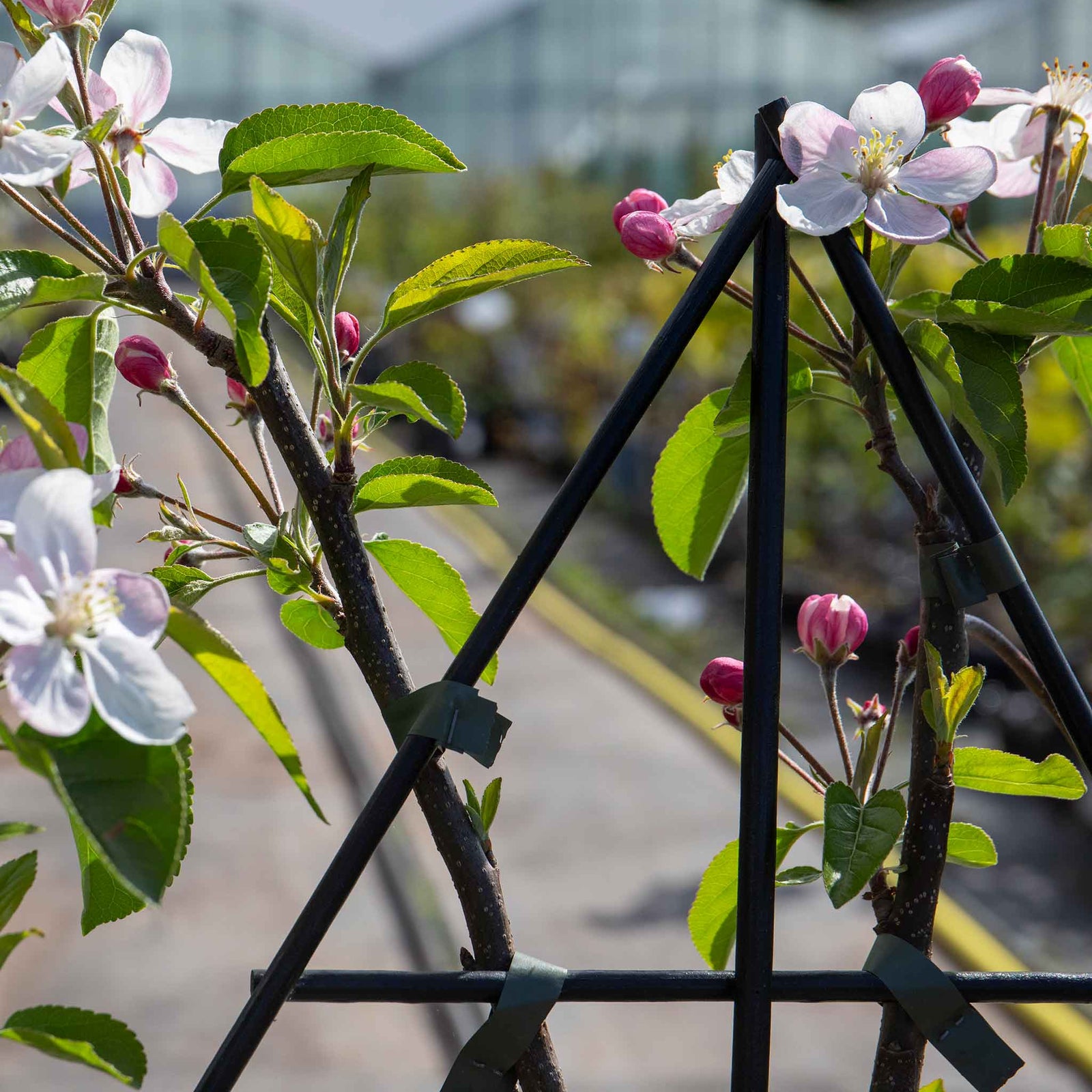 Patio Apple Tree Golden Delicious 1 M | 1 x2l