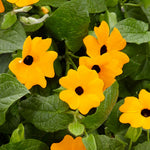 Thunbergia 'orange' Climbing Plant Plug Plants | 12 x Plug Plants | Orange