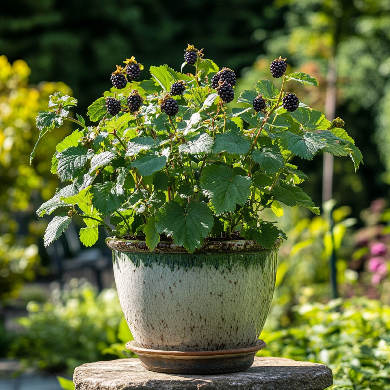 Blackberry Plant - Rubus Fruticosus 'Thornfree' - H50-60cm - ⌀15cm | Set of 2 | Pink