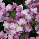 Nemesia 'nuvo Pink Bicolour' Bedding Plug Plants | Set of 12 | Pink