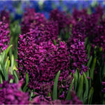 Hayloft Hyacinthus Orientalis Woodstock - Rich Plum Maroon Hyacinth, Pack Of 6 Bulbs