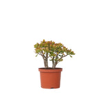 Jade Plant - Crassula Ovata 'sunset' - Height 30-35cm - ⌀17cm | Set of 1 | Green