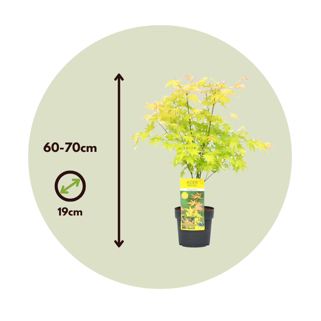 Japanese Maple - Acer Palmatum 'Orange Dream' - Height 60-70cm - ⌀19cm | Set of 1 | Green