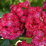 Crataegus Laevigata 'rosea Flore Pleno' Tree 5-6ft Supplied In A 7.5 Litre Pot