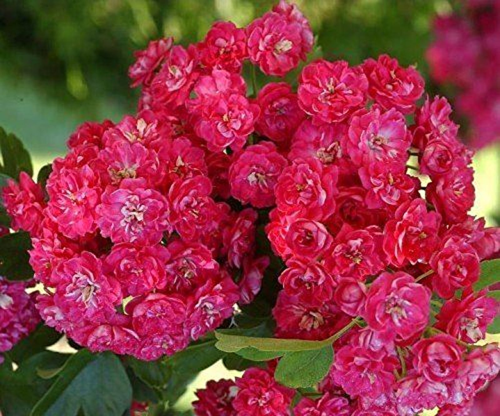 Crataegus Laevigata 'rosea Flore Pleno' Tree 5-6ft Supplied In A 7.5 Litre Pot